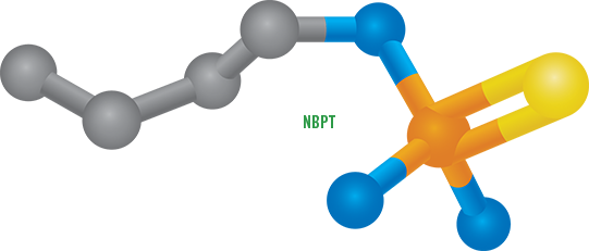 NBPT molecule