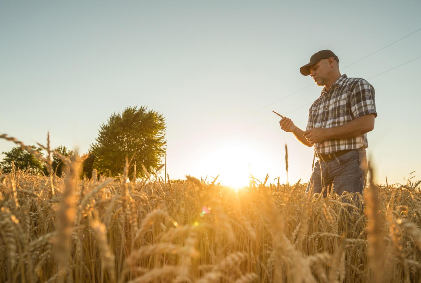 man inspecting crops in a field