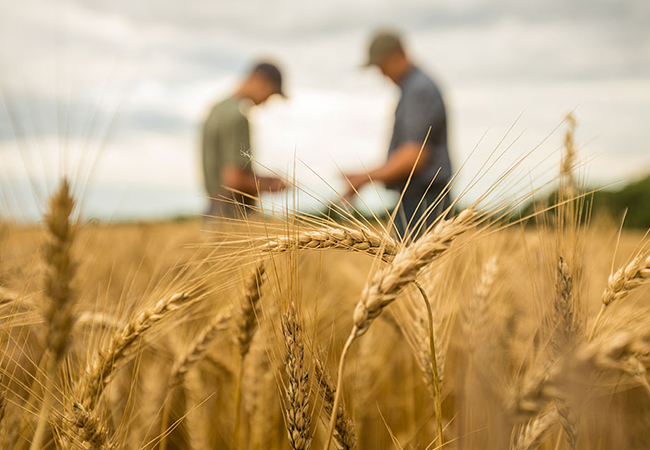 Two farmers in a wheat field evaluating the crop